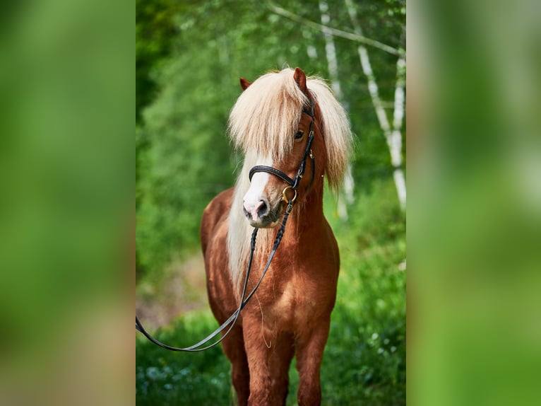 Icelandic Horse Mare 6 years 13,1 hh Chestnut-Red in Selters (Taunus)