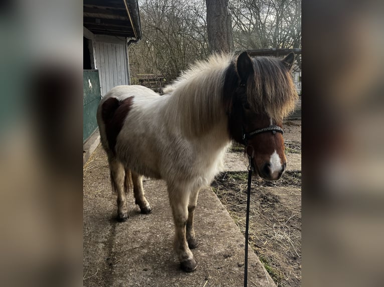 Icelandic Horse Mare 6 years 13,1 hh Pinto in Kaufungen