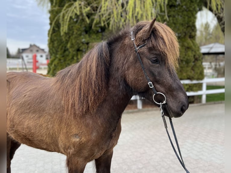 Icelandic Horse Mare 6 years 13,2 hh Black in Lochen am See