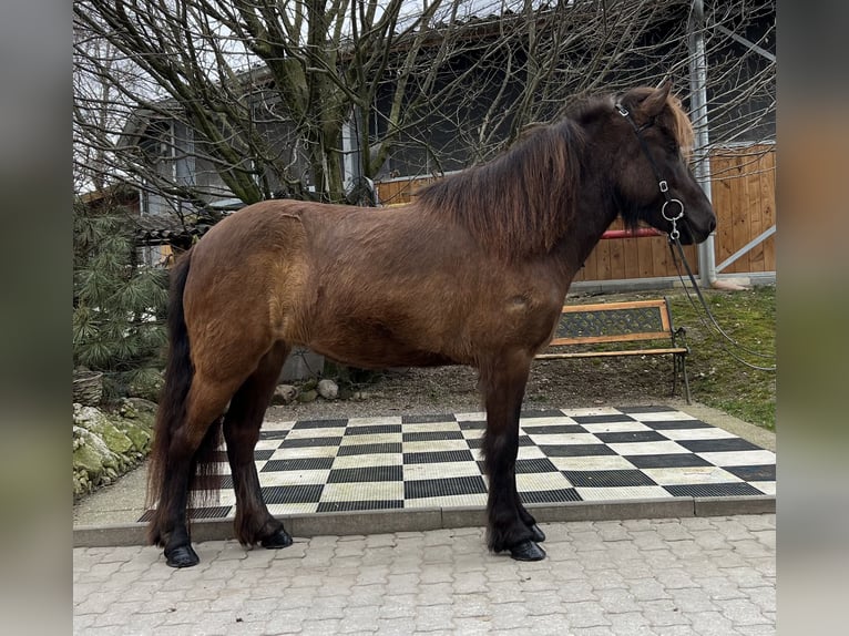 Icelandic Horse Mare 6 years 13,2 hh Black in Lochen am See