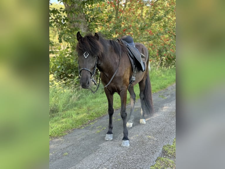 Icelandic Horse Mare 6 years 13,2 hh Black in Engelschoff