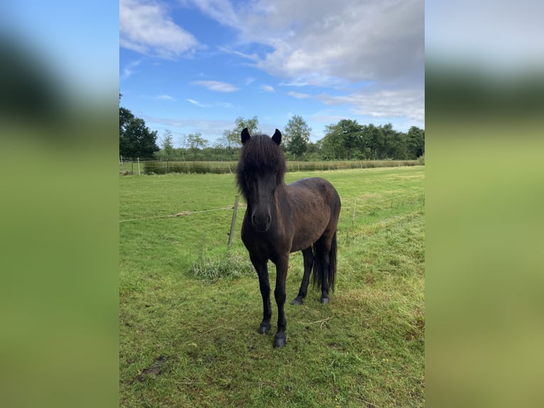 Icelandic Horse Mare 6 years 13,2 hh Black in Engelschoff