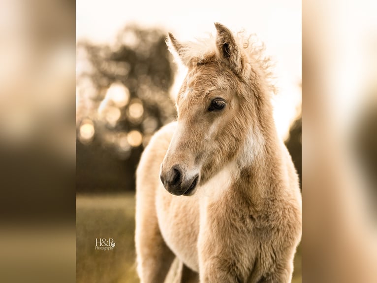 Icelandic Horse Mare 6 years 13,2 hh Black in Engelschoff