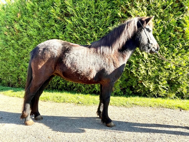 Icelandic Horse Mare 6 years 13,2 hh Black in Blieskastel