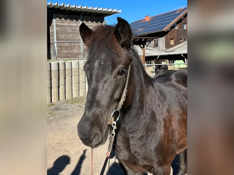 Icelandic Horse Mare 6 years 13,2 hh Black in Blieskastel