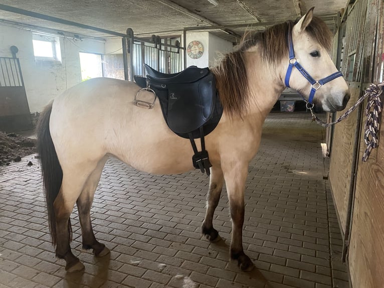 Icelandic Horse Mare 6 years 13,2 hh Buckskin in Sanitz