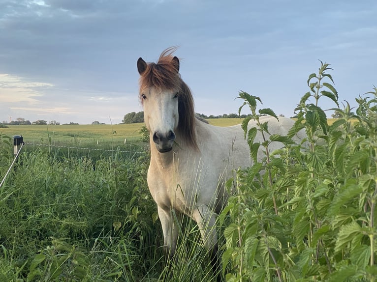 Icelandic Horse Mare 6 years 13,2 hh Buckskin in Sanitz