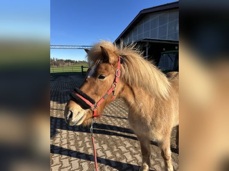 Icelandic Horse Mare 6 years 13,2 hh Dun in Fronreute