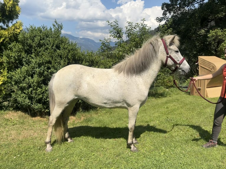 Icelandic Horse Mare 6 years 13.2 hh Grey-Fleabitten in Rohrmoos