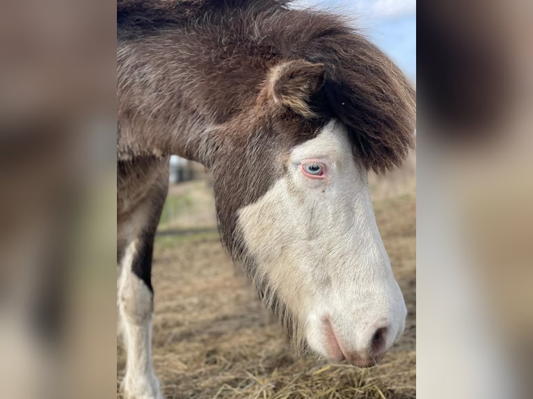 Icelandic Horse Mare 6 years 13.2 hh  in Blunk