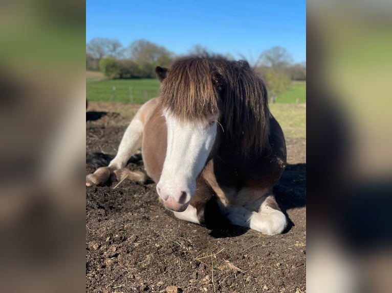 Icelandic Horse Mare 6 years 13.2 hh  in Blunk