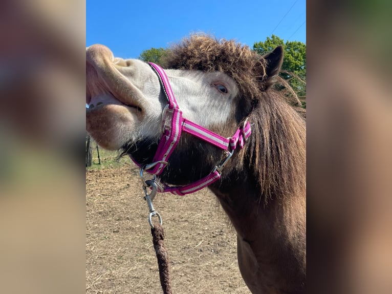Icelandic Horse Mare 6 years 13.2 hh  in Blunk