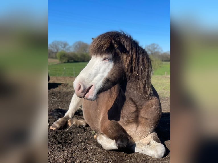 Icelandic Horse Mare 6 years 13.2 hh  in Blunk