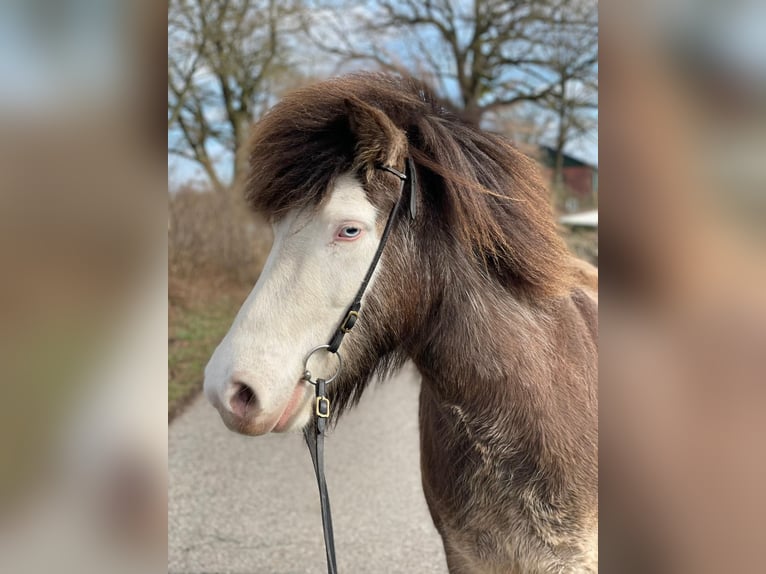 Icelandic Horse Mare 6 years 13.2 hh  in Blunk