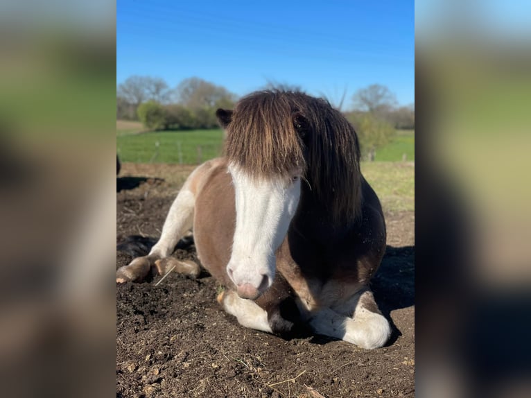 Icelandic Horse Mare 6 years 13.2 hh  in Blunk