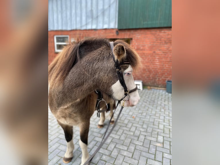 Icelandic Horse Mare 6 years 13,2 hh in Blunk