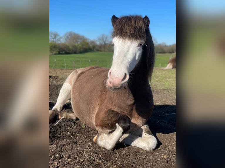 Icelandic Horse Mare 6 years 13.2 hh  in Blunk
