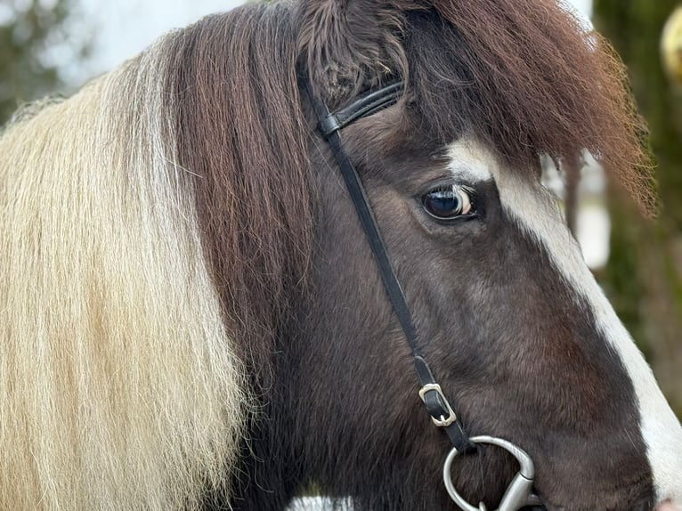 Icelandic Horse Mare 6 years 13,2 hh Pinto in Lochen am See