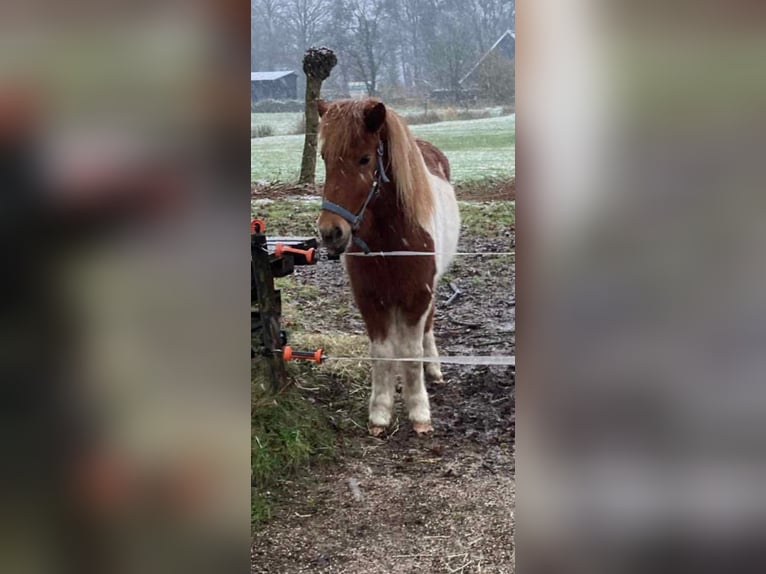 Icelandic Horse Mare 6 years 13,2 hh Pinto in Südlohn