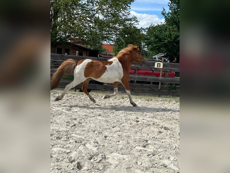 Icelandic Horse Mare 6 years 13,2 hh Pinto in Südlohn