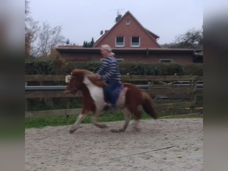 Icelandic Horse Mare 6 years 13,2 hh Pinto in Südlohn