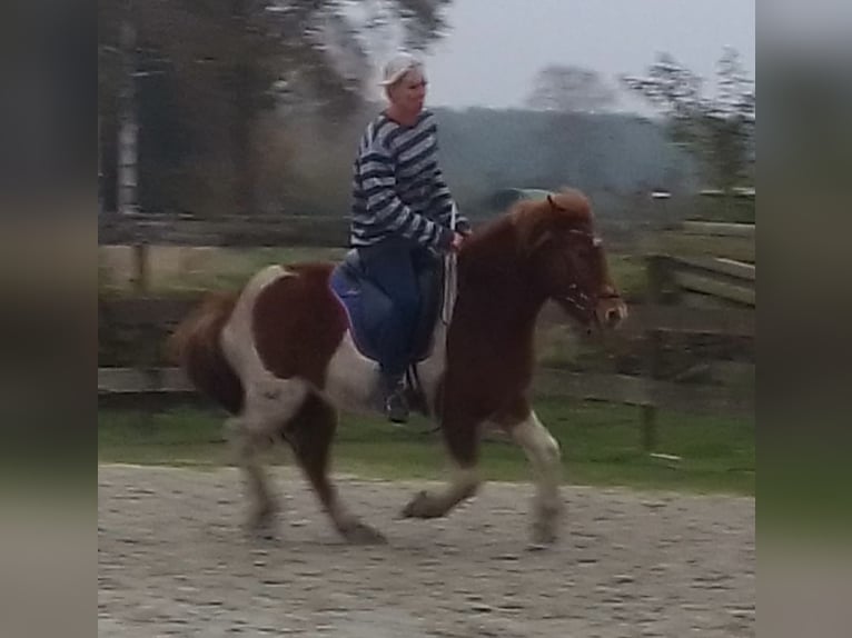 Icelandic Horse Mare 6 years 13,2 hh Pinto in Südlohn