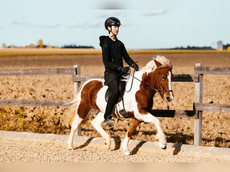 Icelandic Horse Mare 6 years 13.2 hh Pinto in Taufkirchen an der Trattnach