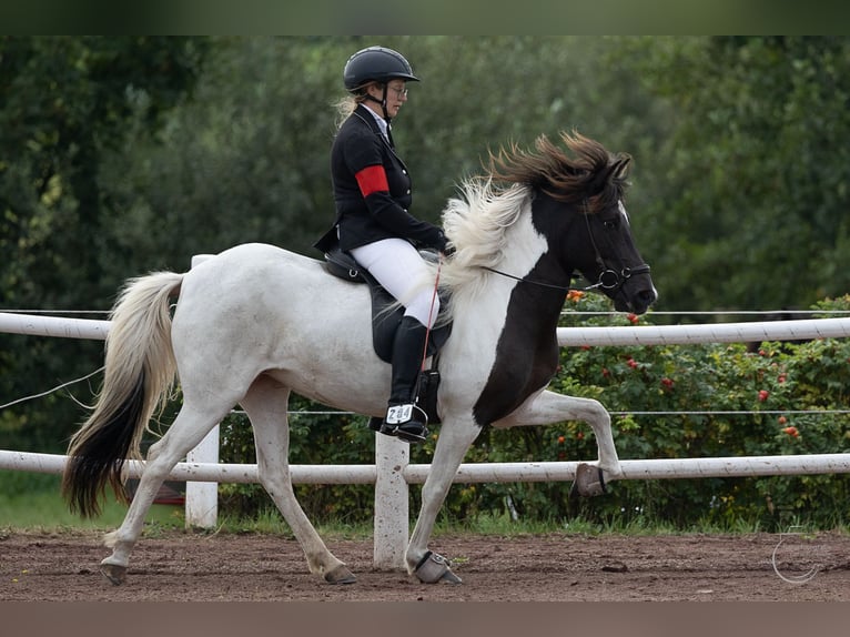 Icelandic Horse Mare 6 years 13,2 hh Pinto in Wahrenholz