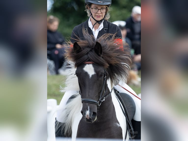 Icelandic Horse Mare 6 years 13,2 hh Pinto in Wahrenholz