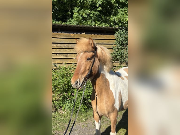 Icelandic Horse Mare 6 years 13.2 hh Pinto in Rheinsberg
