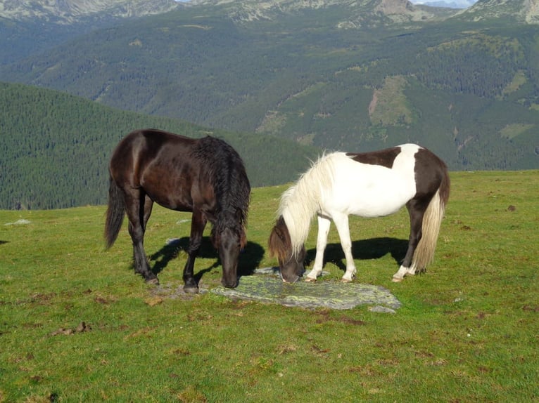 Icelandic Horse Mare 6 years 13,2 hh Pinto in St. Kanzian am Klopeiner See