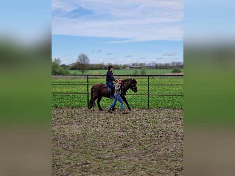Icelandic Horse Mare 6 years 13,2 hh Smoky-Black in Waldfeucht
