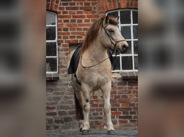 Icelandic Horse Mare 6 years 13,2 hh Tobiano-all-colors in Blunk