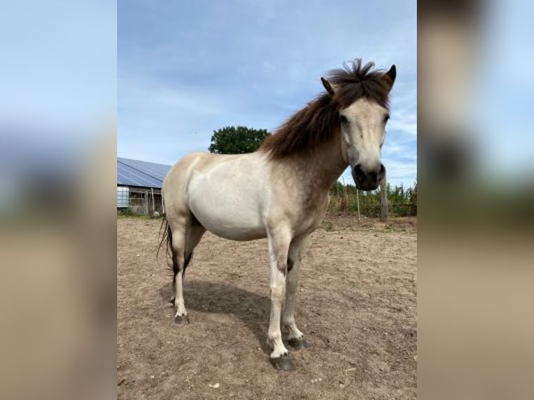 Icelandic Horse Mare 6 years 13,2 hh Tobiano-all-colors in Blunk