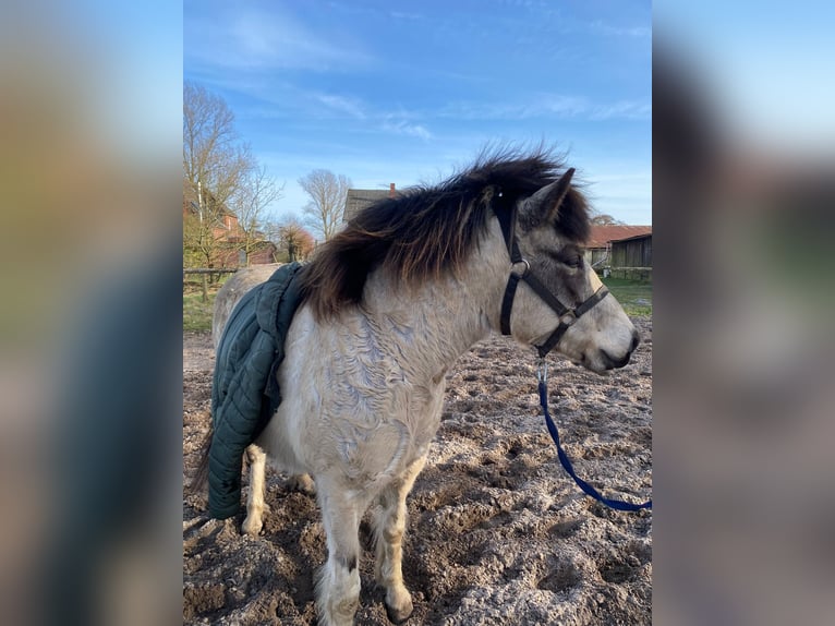 Icelandic Horse Mare 6 years 13,2 hh Tobiano-all-colors in Blunk