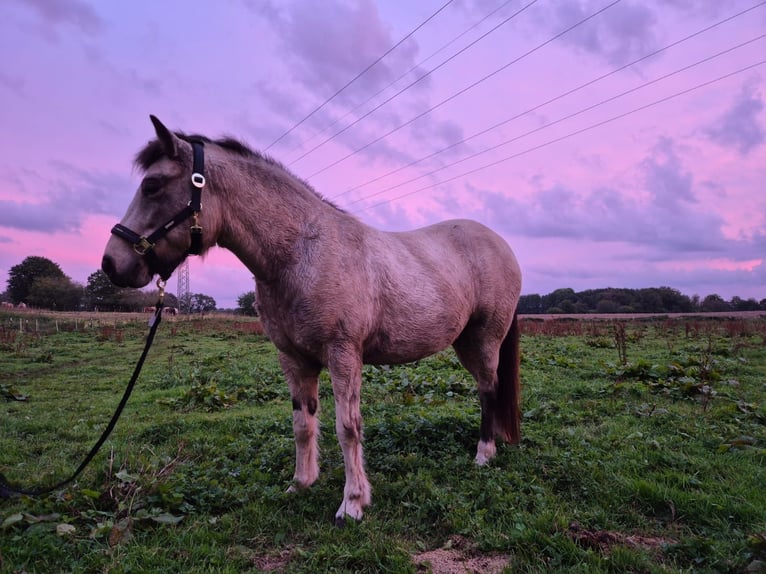 Icelandic Horse Mare 6 years 13,2 hh Tobiano-all-colors in Blunk