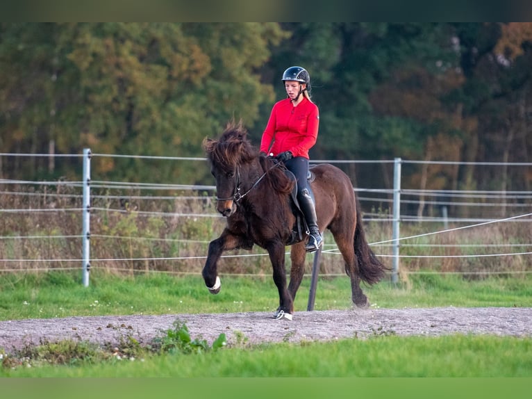 Icelandic Horse Mare 6 years 13,3 hh Bay-Dark in Lehmrede