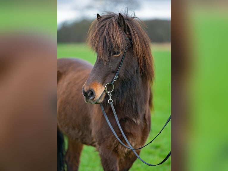 Icelandic Horse Mare 6 years 13,3 hh Bay-Dark in Lehmrede