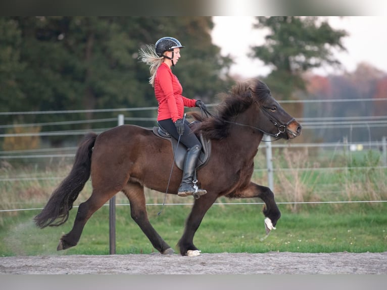 Icelandic Horse Mare 6 years 13,3 hh Bay-Dark in Lehmrede