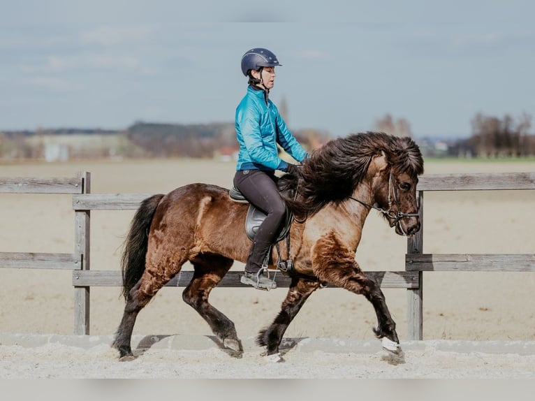 Icelandic Horse Mare 6 years 13.3 hh Black in Taufkirchen an der Trattnach