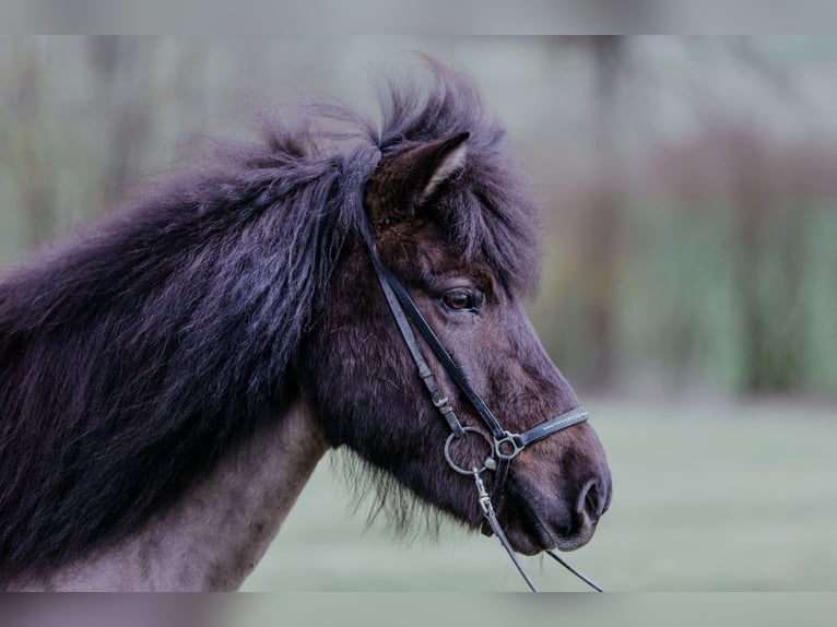 Icelandic Horse Mare 6 years 13.3 hh Black in Taufkirchen an der Trattnach