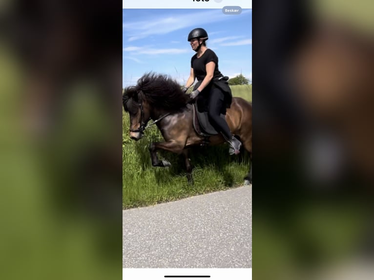 Icelandic Horse Mare 6 years 13,3 hh Brown in Haderslev