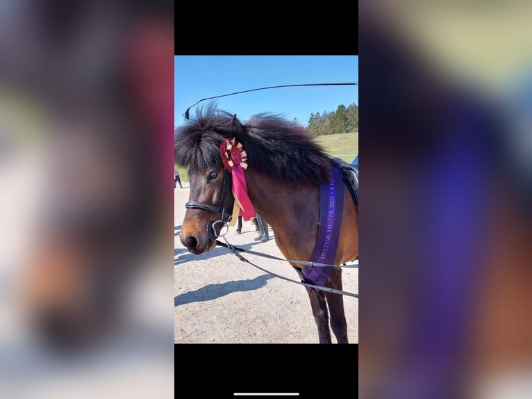 Icelandic Horse Mare 6 years 13,3 hh Brown in Haderslev