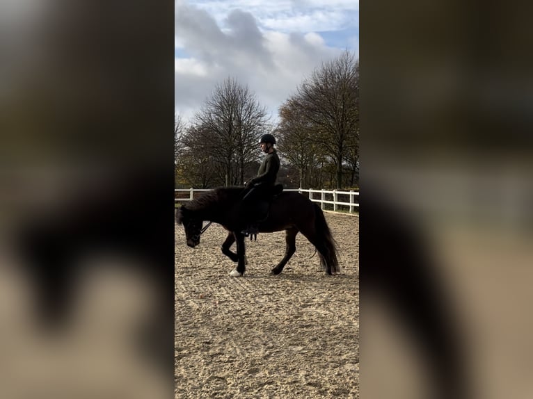 Icelandic Horse Mare 6 years 13,3 hh Brown in Haderslev