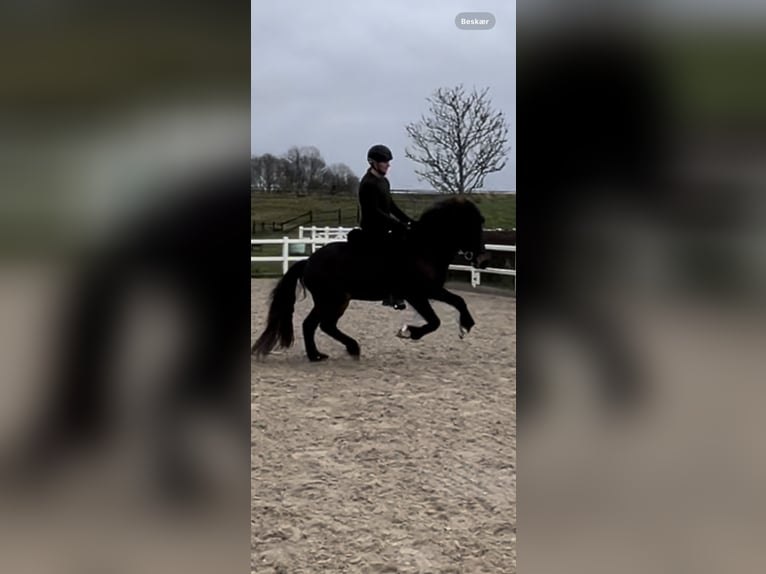 Icelandic Horse Mare 6 years 13,3 hh Brown in Haderslev