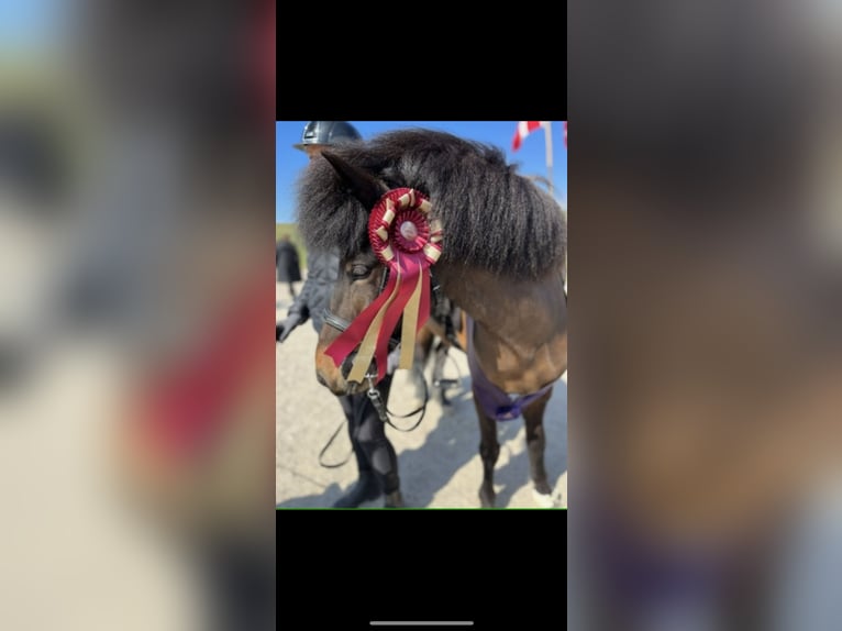 Icelandic Horse Mare 6 years 13,3 hh Brown in Haderslev