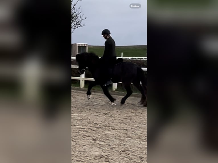 Icelandic Horse Mare 6 years 13,3 hh Brown in Haderslev