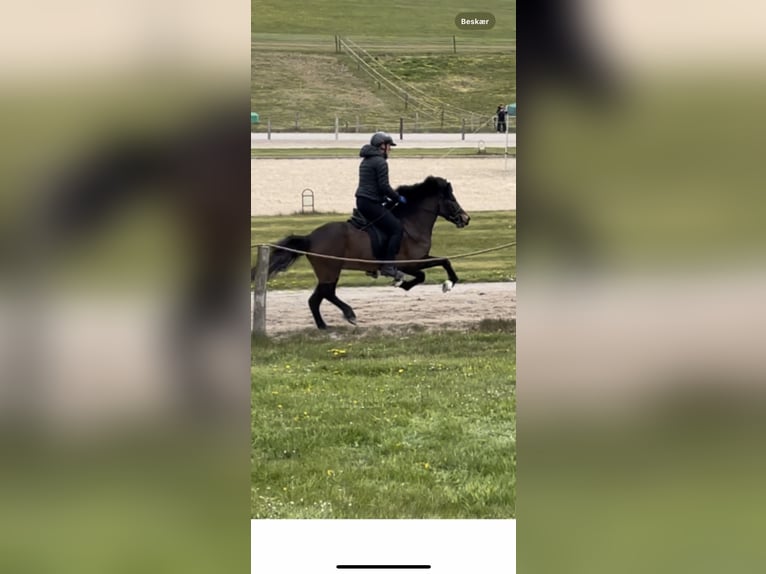 Icelandic Horse Mare 6 years 13,3 hh Brown in Haderslev