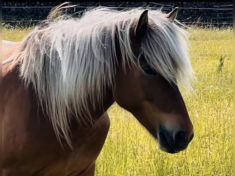 Icelandic Horse Mare 6 years 13,3 hh Brown in Schleithal