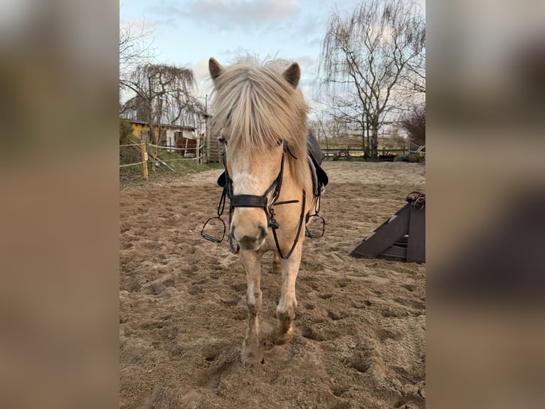 Icelandic Horse Mare 6 years 13.3 hh Palomino in Lutzhorn